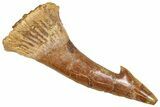 Fossil Sawfish (Onchopristis) Rostral Barb - Morocco #366709-1